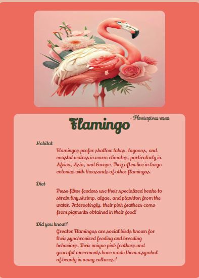 Images of Animal Trading Card